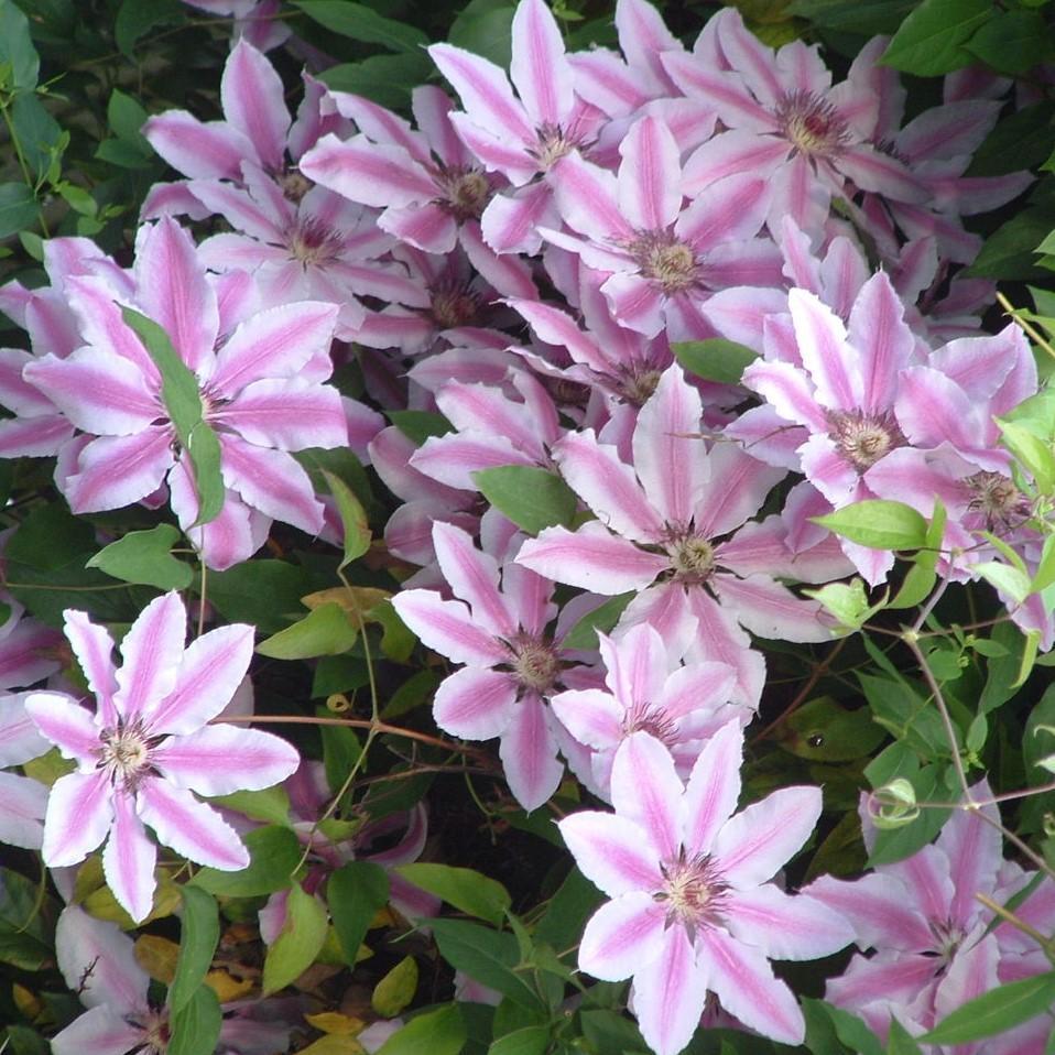Clematis 'Nelly Moser' ~ Nelly Moser Clematis - Delivered By ServeScape