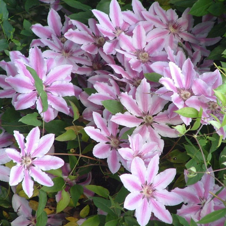 Clematis 'Nelly Moser' ~ Nelly Moser Clematis - Delivered By ServeScape