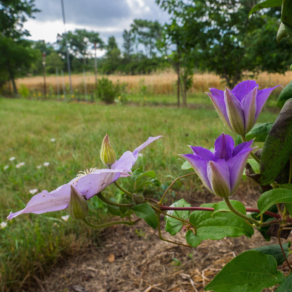Clematis 'Ramona' ~ Ramona Clematis-ServeScape