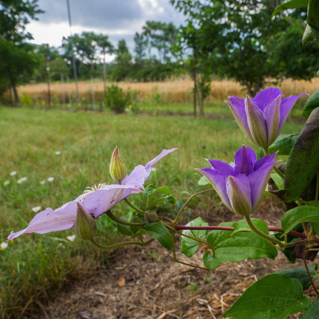 Clematis 'Ramona' ~ Ramona Clematis-ServeScape