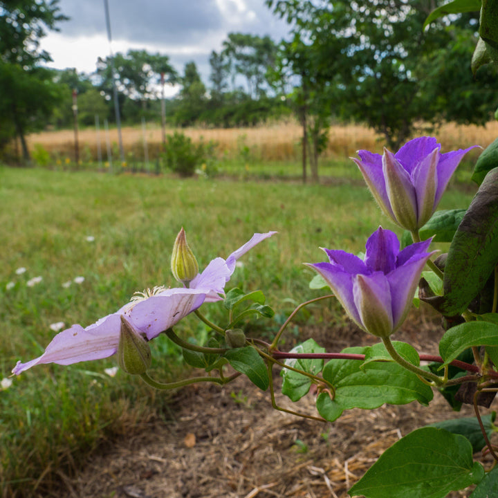 Clematis 'Ramona' ~ Ramona Clematis-ServeScape