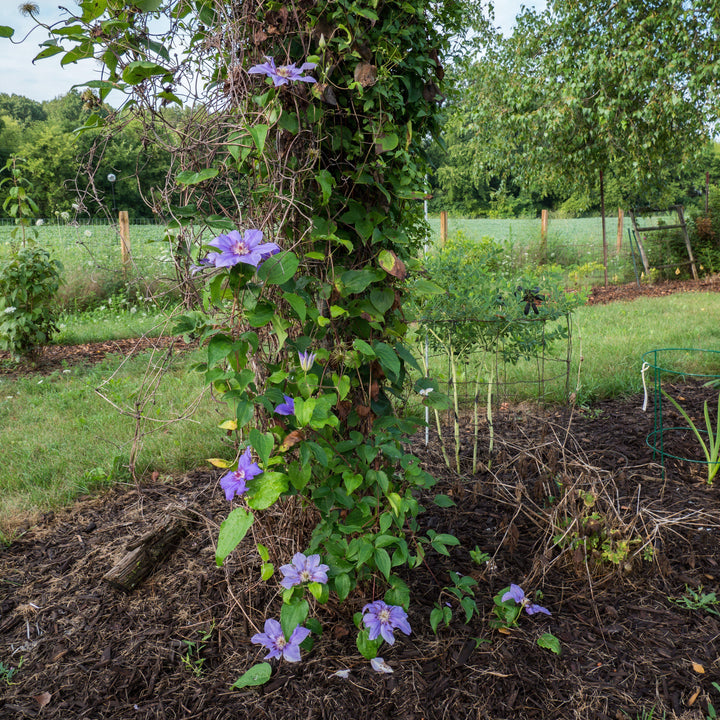 Clematis 'Ramona' ~ Ramona Clematis-ServeScape