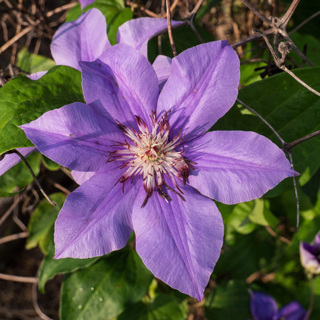 Clematis 'Ramona' ~ Ramona Clematis-ServeScape