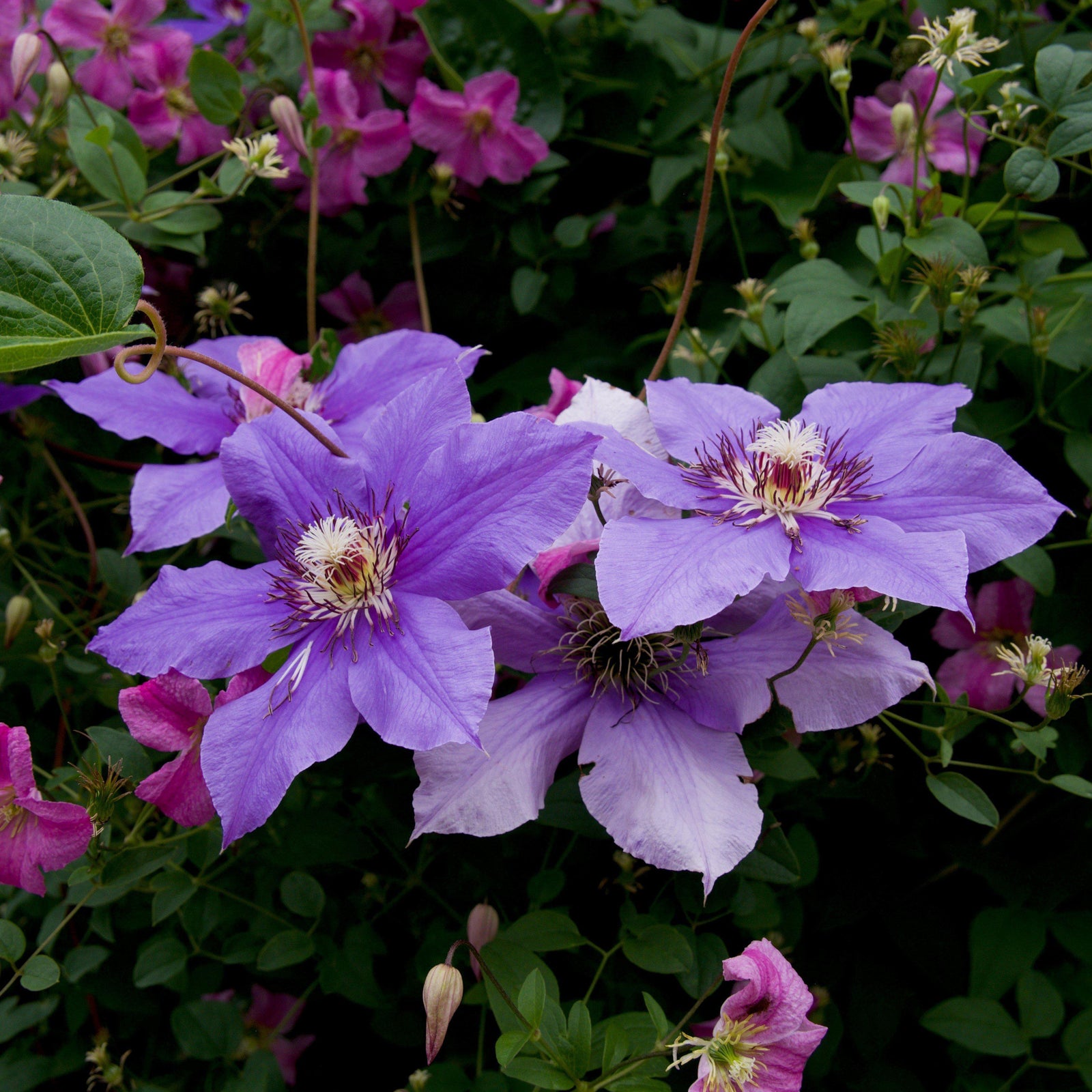 Clematis 'Ramona' ~ Ramona Clematis-ServeScape