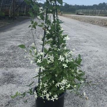 Clematis 'Sweet Autumn' ~ Sweet Autumn Clematis-ServeScape