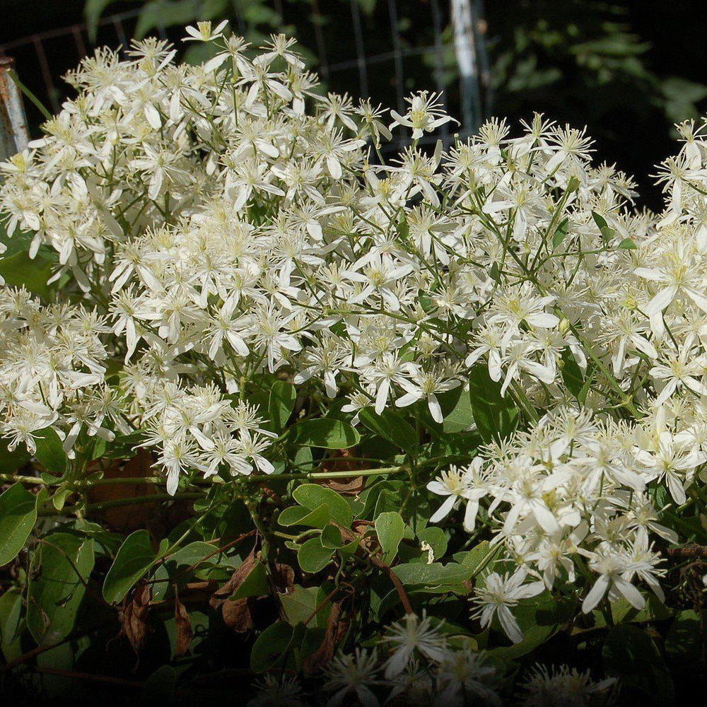 Clematis 'Sweet Autumn' ~ Sweet Autumn Clematis-ServeScape