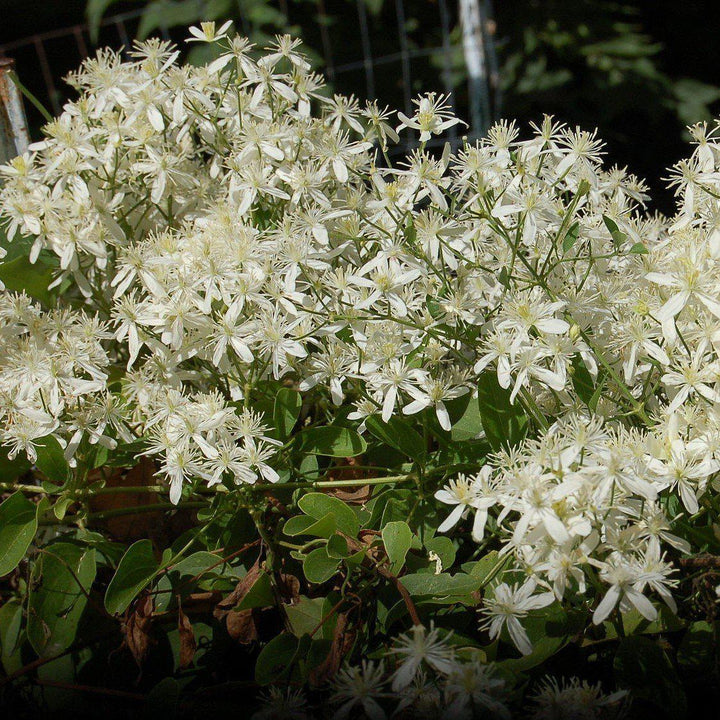 Clematis 'Sweet Autumn' ~ Sweet Autumn Clematis-ServeScape