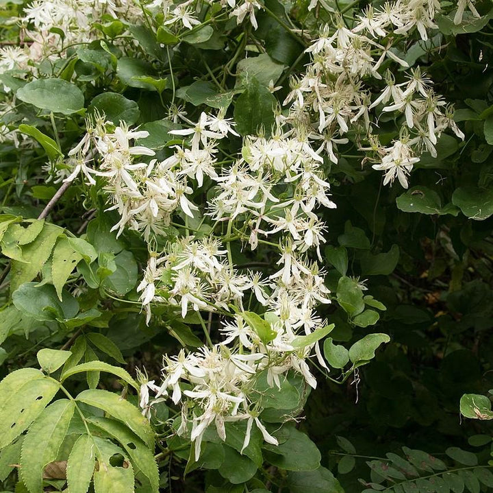 Clematis 'Sweet Autumn' ~ Sweet Autumn Clematis-ServeScape
