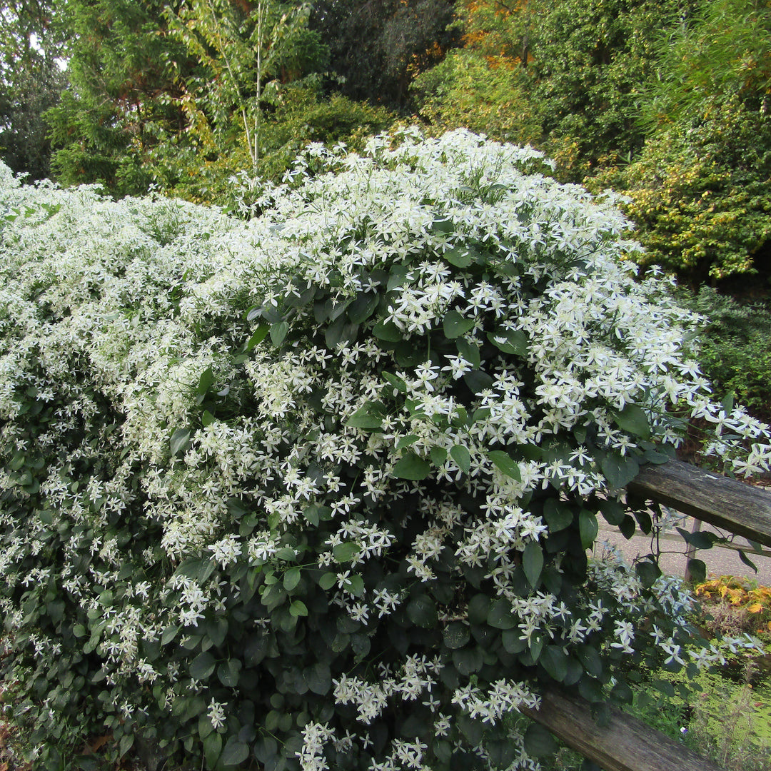 Clematis 'Sweet Autumn' ~ Sweet Autumn Clematis-ServeScape