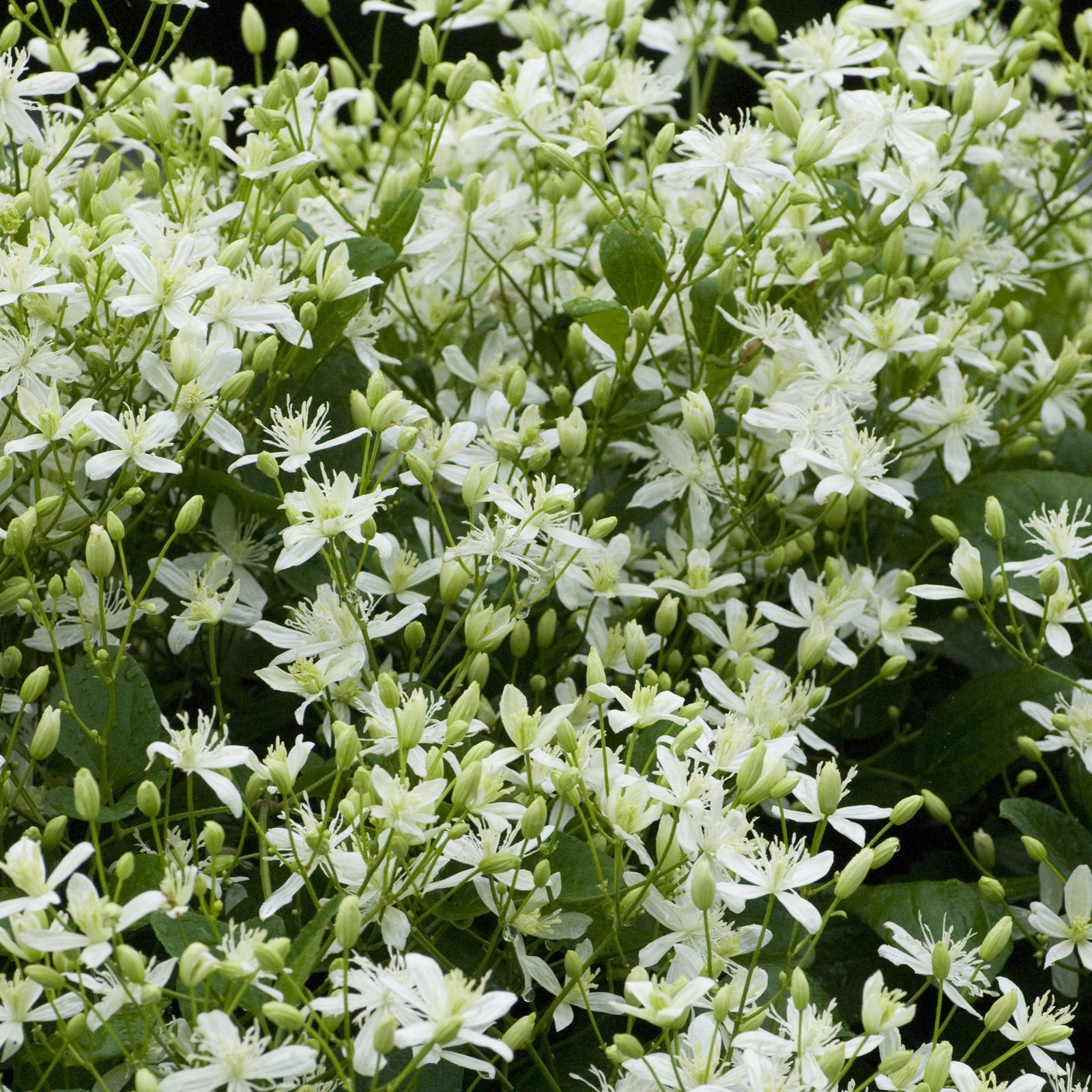 Clematis 'Sweet Autumn' ~ Sweet Autumn Clematis - Delivered By ServeScape