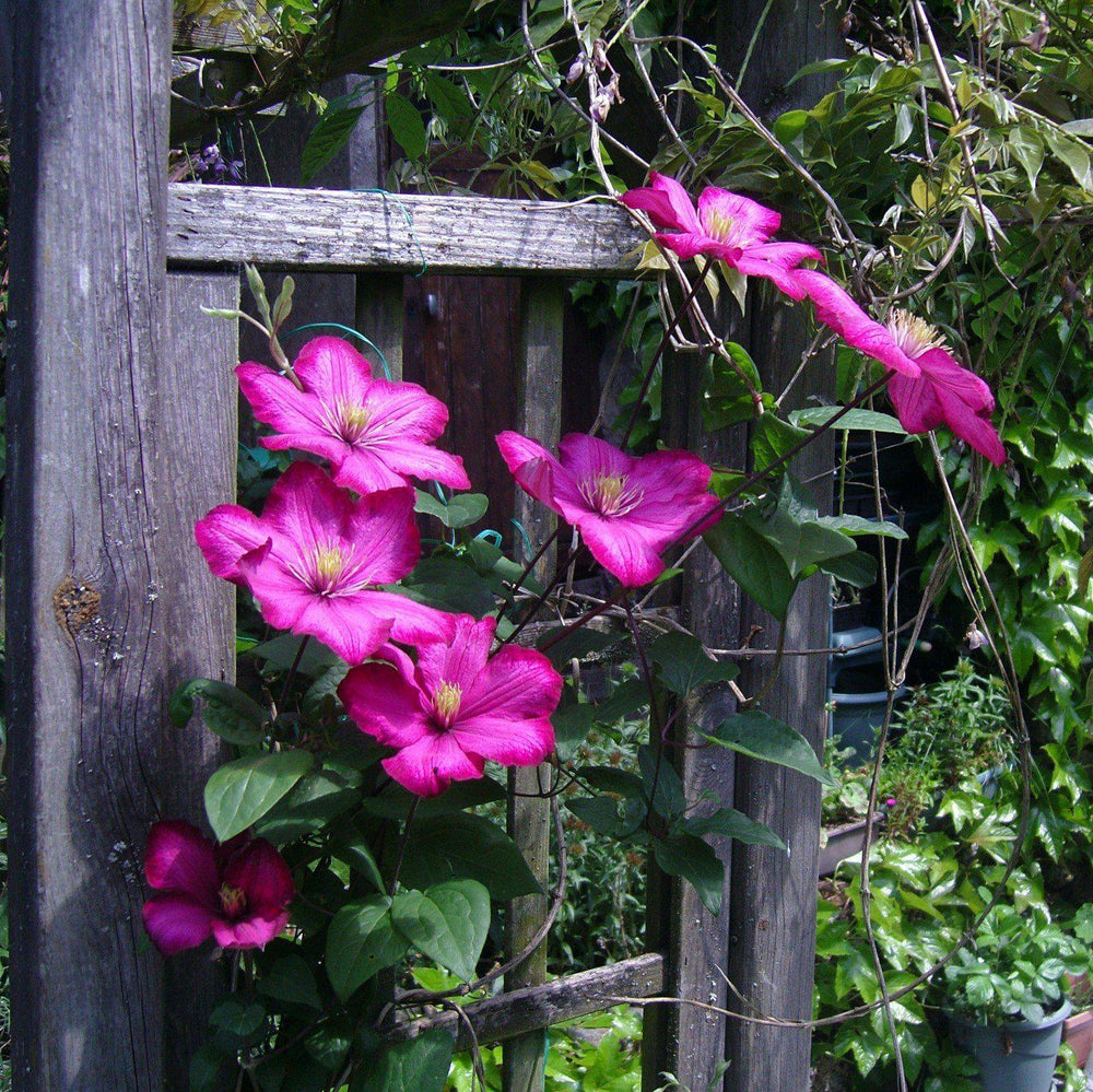 Clematis 'Ville de Lyon' ~ Ville de Lyon Clematis-ServeScape