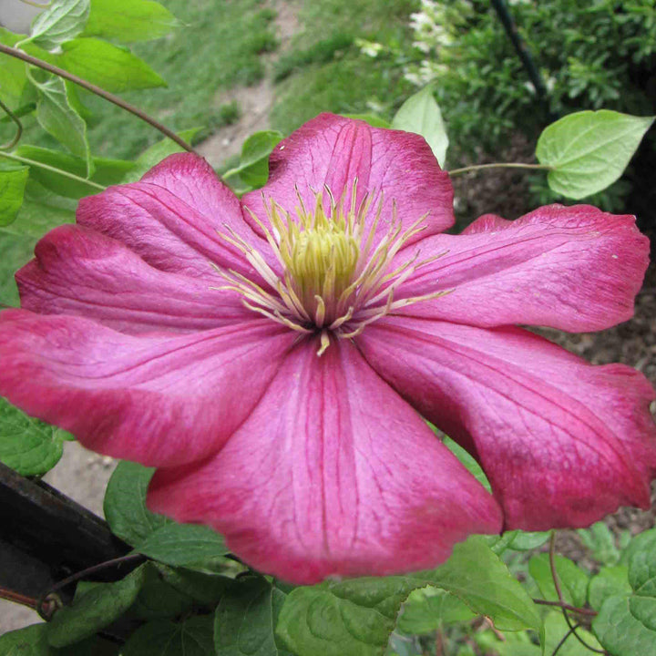 Clematis 'Ville de Lyon' ~ Ville de Lyon Clematis-ServeScape
