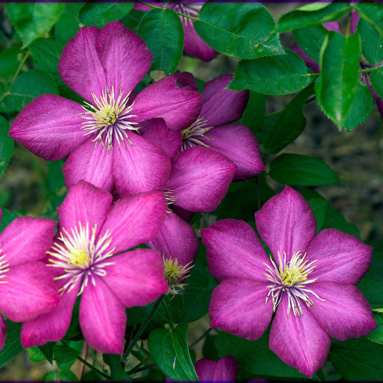 Clematis 'Ville de Lyon' ~ Ville de Lyon Clematis - Delivered By ServeScape