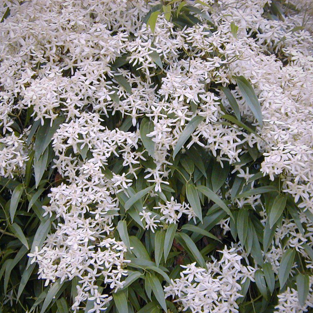 Clematis armandii (tripod) - Delivered By ServeScape
