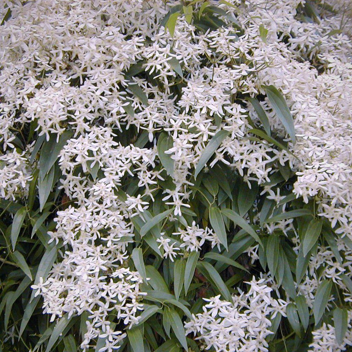Clematis armandii  (tripod) - Delivered By ServeScape