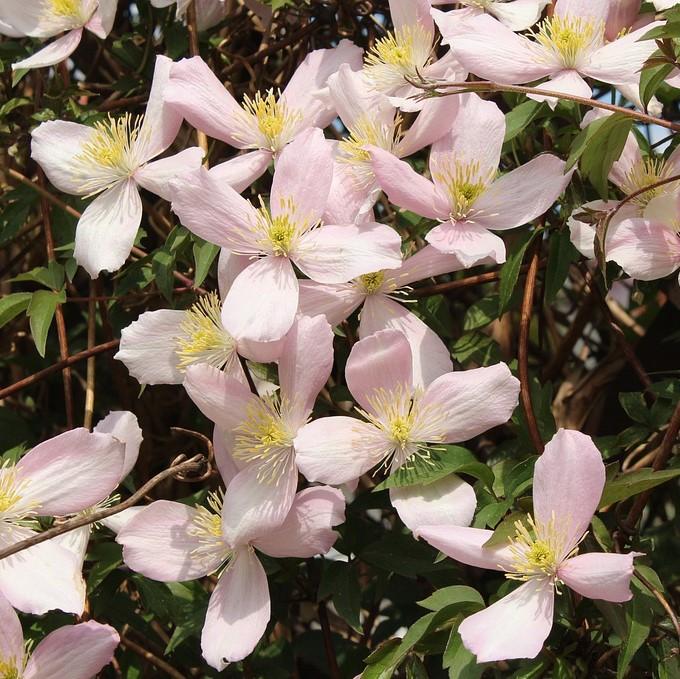 Clematis montana 'Rubens' ~ Rubens Anemone Clematis-ServeScape