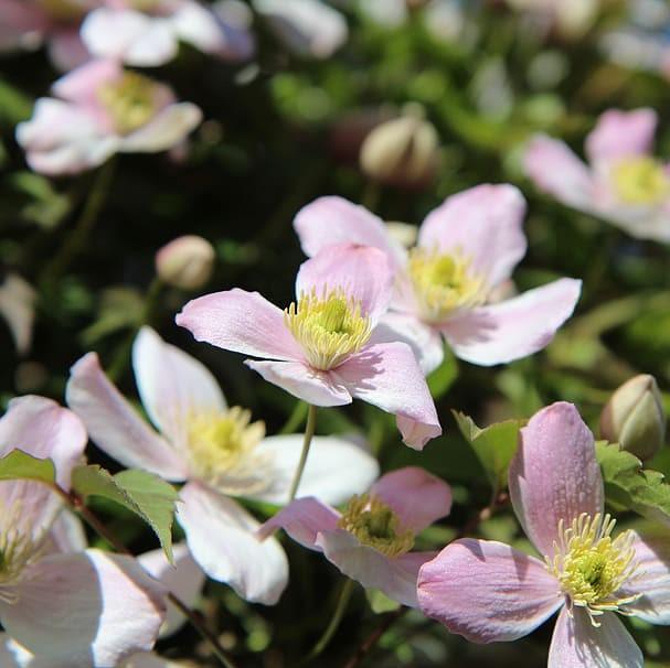 Clematis montana 'Rubens' ~ Rubens Anemone Clematis-ServeScape
