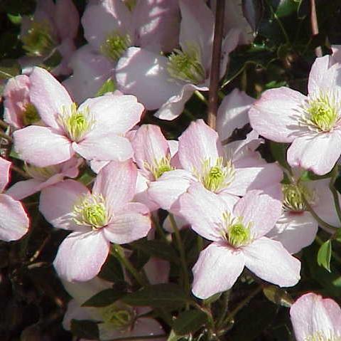 Clematis montana 'Rubens' ~ Rubens Anemone Clematis-ServeScape