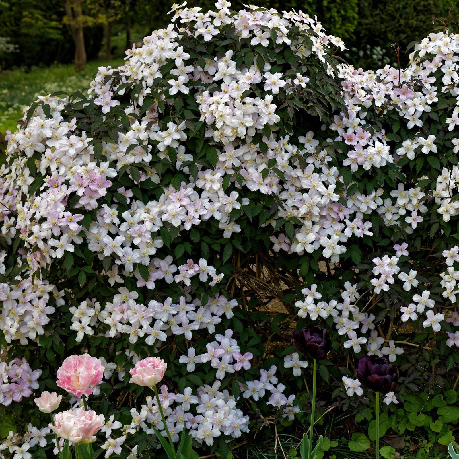 Clematis montana 'Rubens' ~ Rubens Anemone Clematis - Delivered By ServeScape