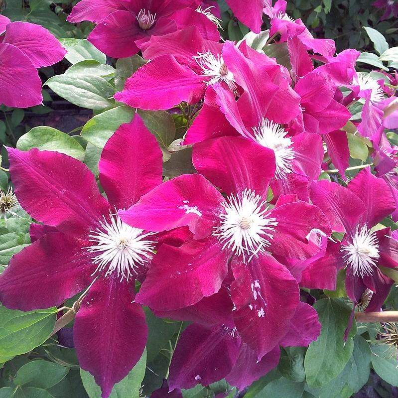 Clematis viticella 'Evipo016' ~ Rebecca™ Clematis-ServeScape