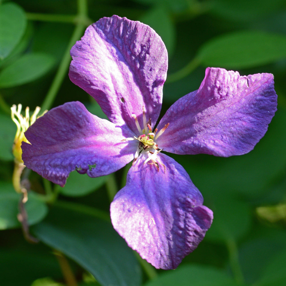 Clematis viticella 'Polish Spirit' ~ Polish Spirit Clematis - Delivered By ServeScape