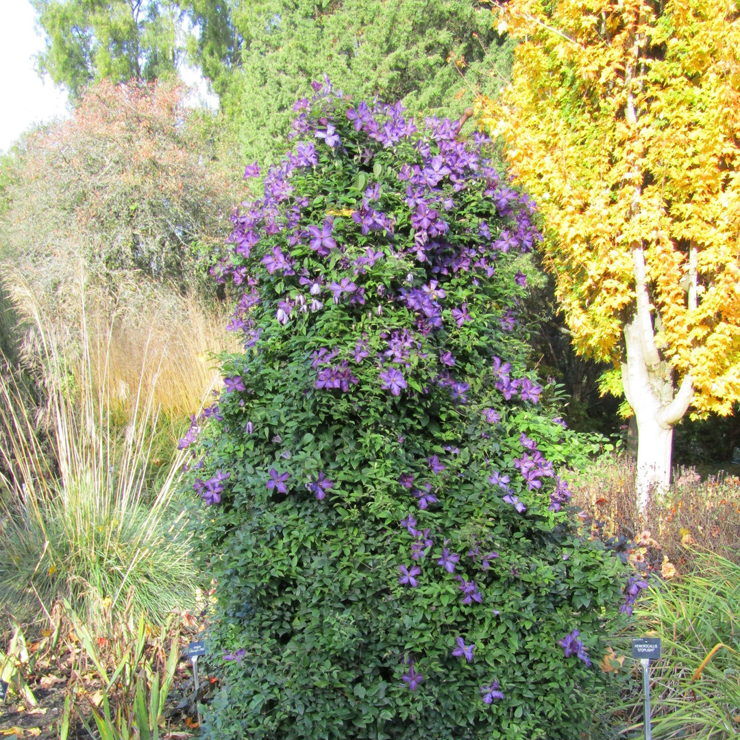 Clematis viticella 'Polish Spirit' ~ Polish Spirit Clematis-ServeScape
