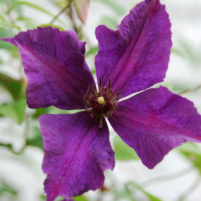 Clematis viticella 'Polish Spirit' ~ Polish Spirit Clematis-ServeScape