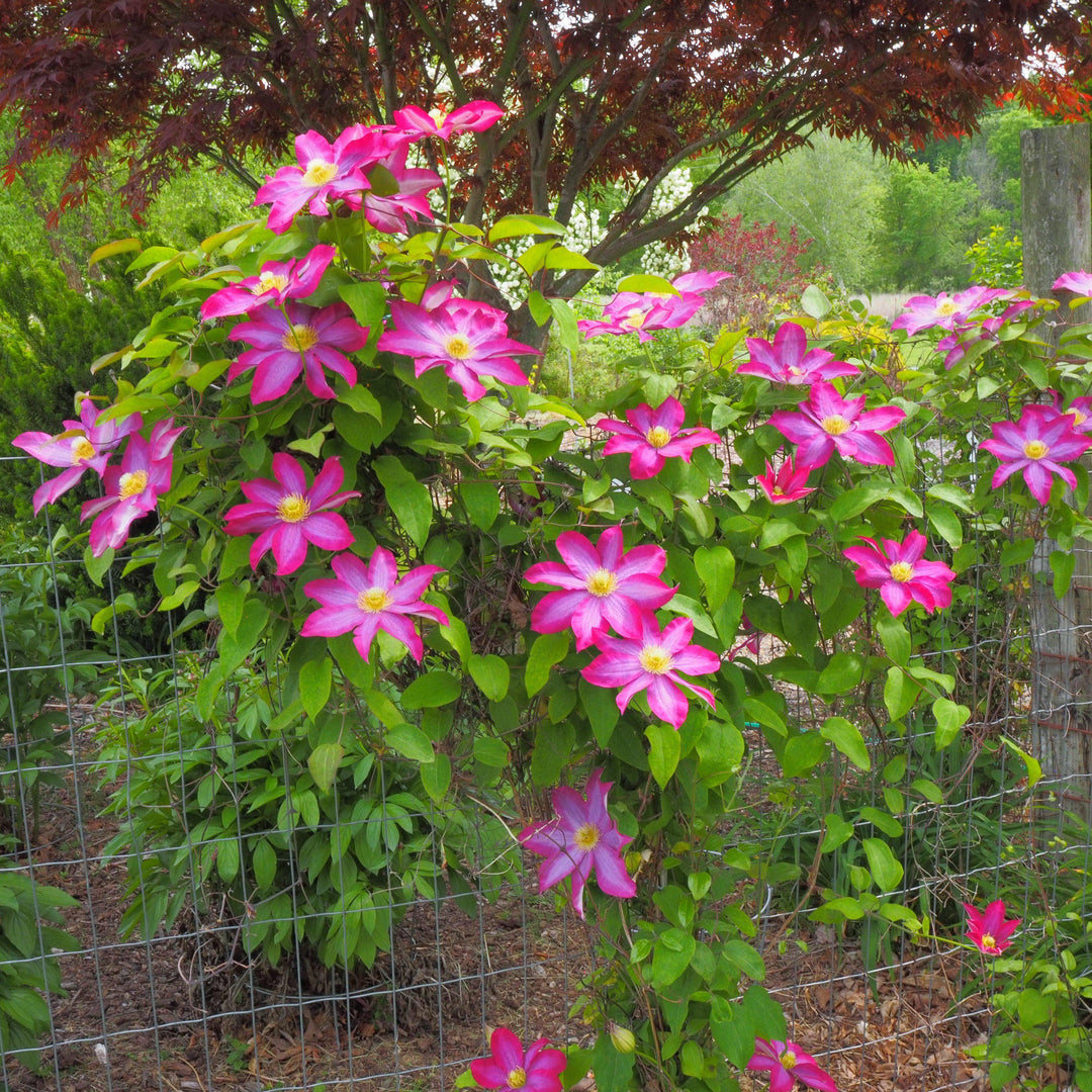 Clematis x 'Kakio' ~ Pink Champagne Clematis-ServeScape