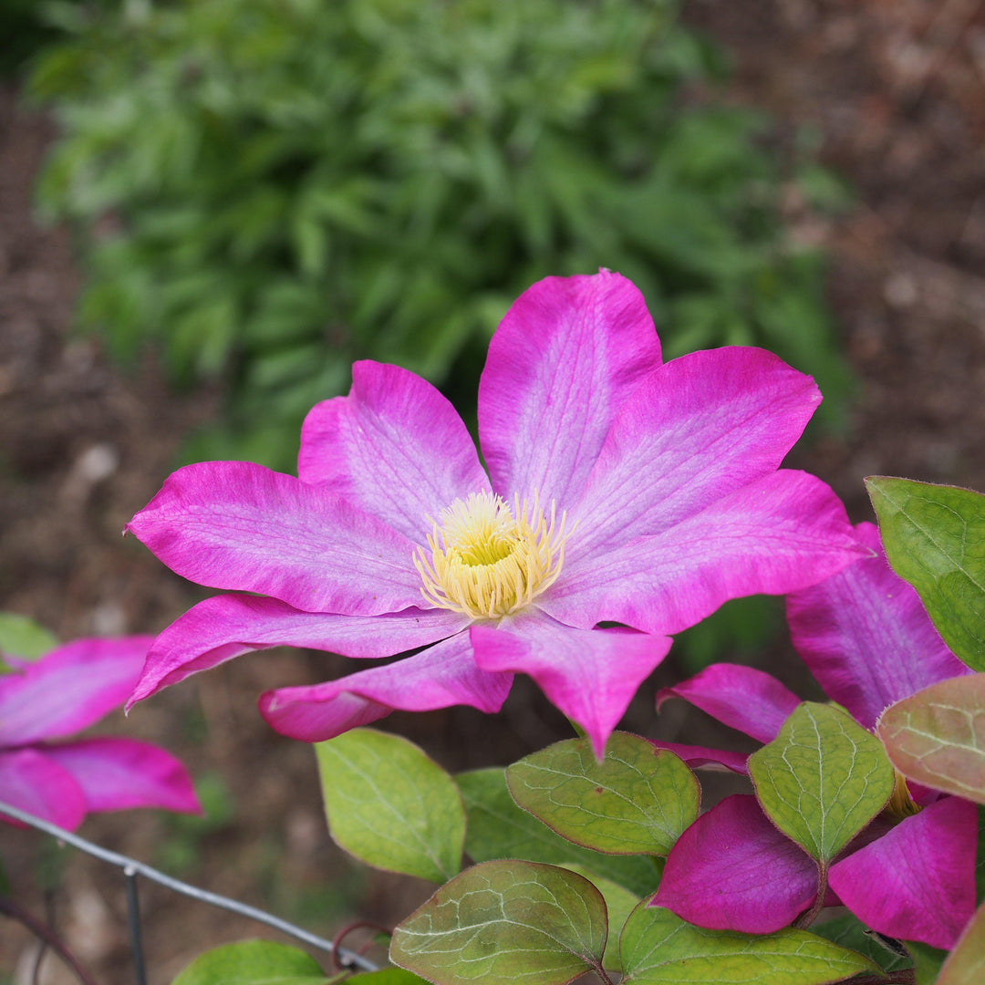 Clematis x 'Kakio' ~ Pink Champagne Clematis-ServeScape