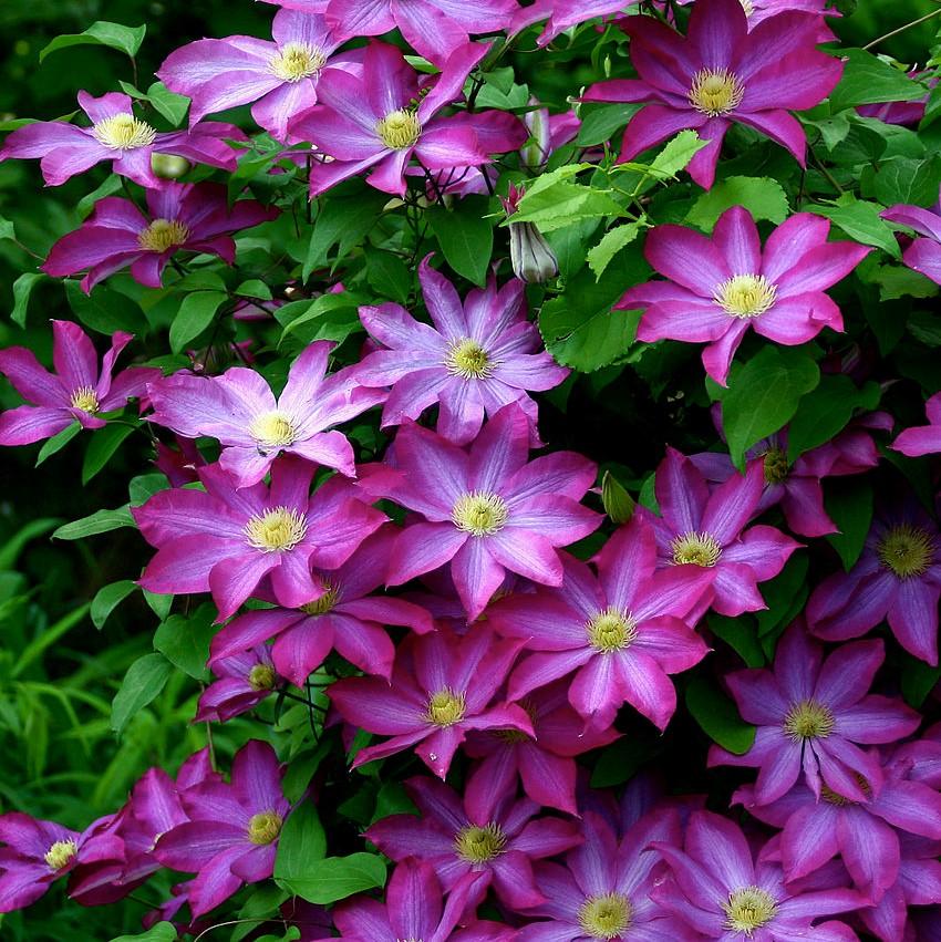 Clematis x 'Kakio' ~ Pink Champagne Clematis-ServeScape
