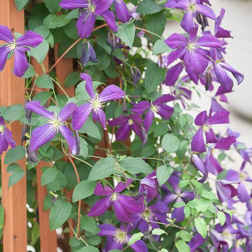 Clematis x 'Zojapur' ~ Happy Jack® Purple Clematis-ServeScape