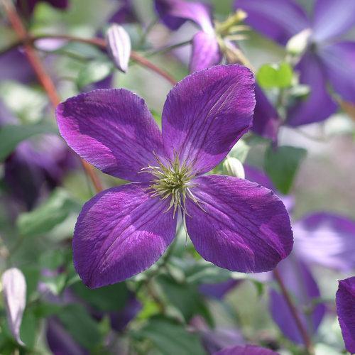 Clematis x 'Zojapur' ~ Happy Jack® Purple Clematis-ServeScape