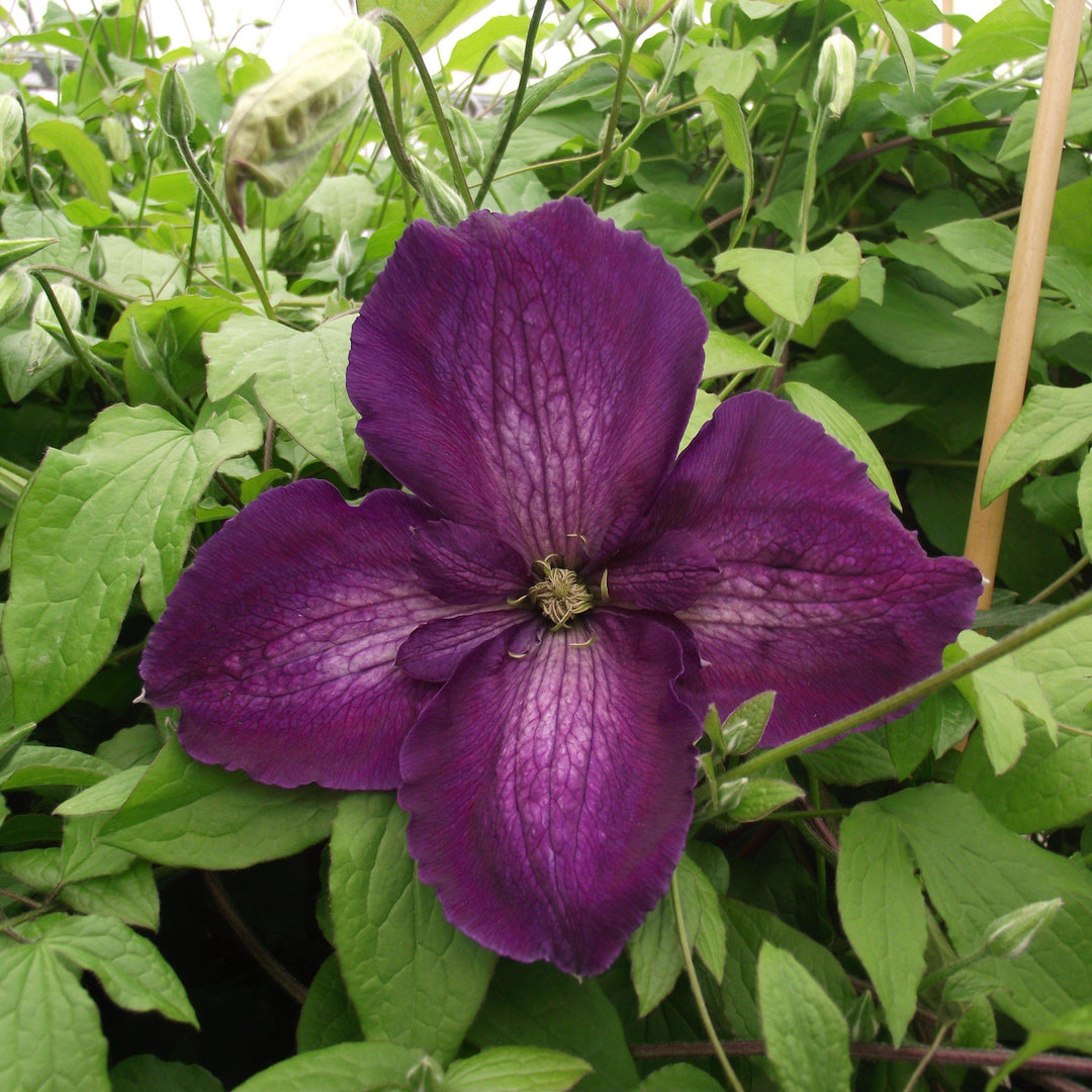 Clematis x 'Zojapur' ~ Happy Jack® Purple Clematis - Delivered By ServeScape