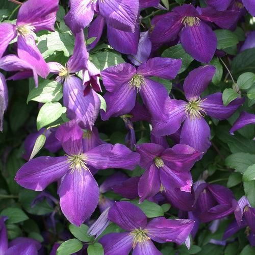 Clematis x 'Zojapur' ~ Happy Jack® Purple Clematis-ServeScape