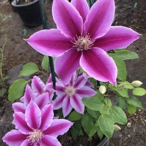 Clematis 'Dr. Ruppel' ~ Dr. Ruppel Clematis-ServeScape