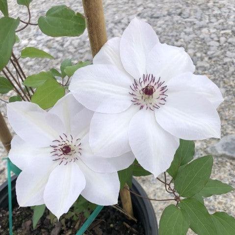 Clematis 'Miss Bateman' ~ Miss Bateman Large Flowered Clematis-ServeScape