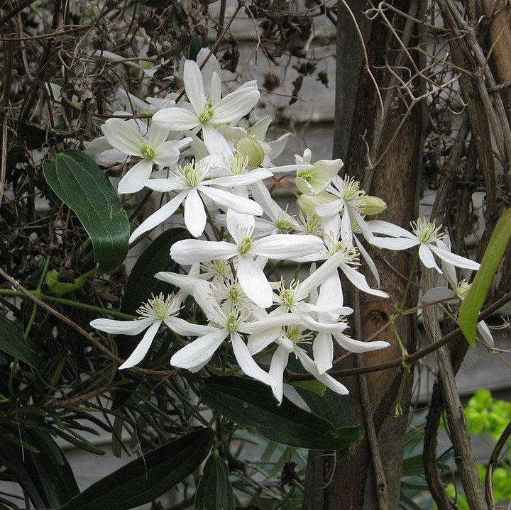Clematis armandii 'Snowdrift' ~ Snowdrift Evergreen Clematis-ServeScape