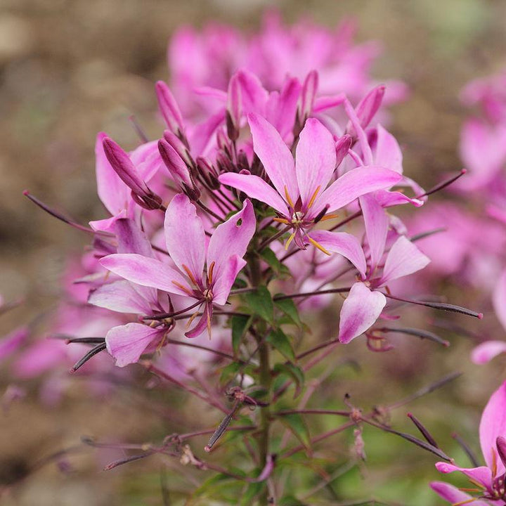 Cleome hybrid 'Inncleosr' ~ Señorita Rosalita® Spider Flower-ServeScape