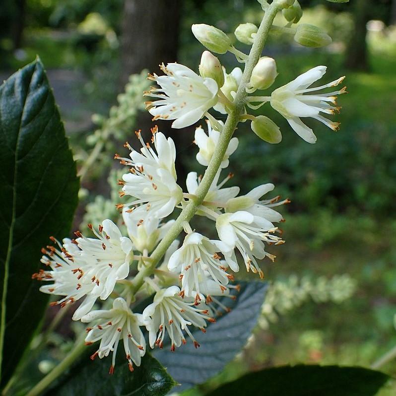 Clethra alnifolia 'Hummingbird' ~ Hummingbird Summersweet-ServeScape