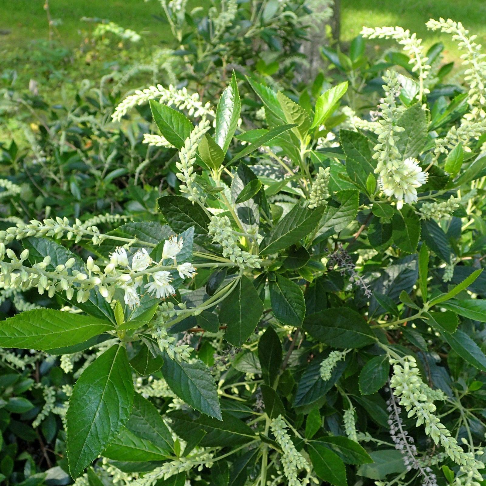 Clethra alnifolia 'Hummingbird' ~ Hummingbird Summersweet - Delivered By ServeScape