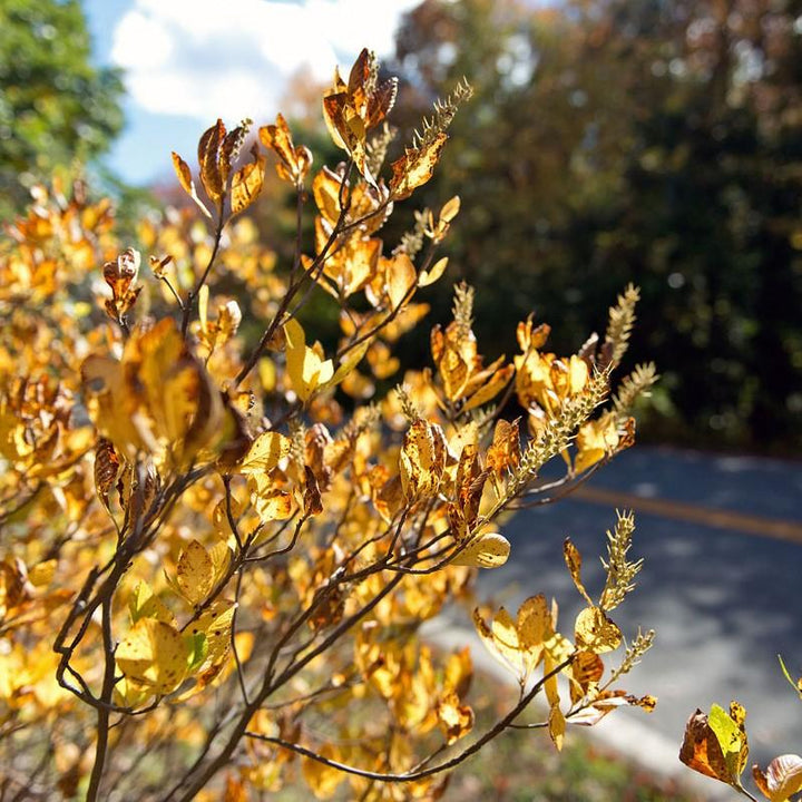 Clethra alnifolia 'Novaclean' ~ Einstein™ Summersweet-ServeScape