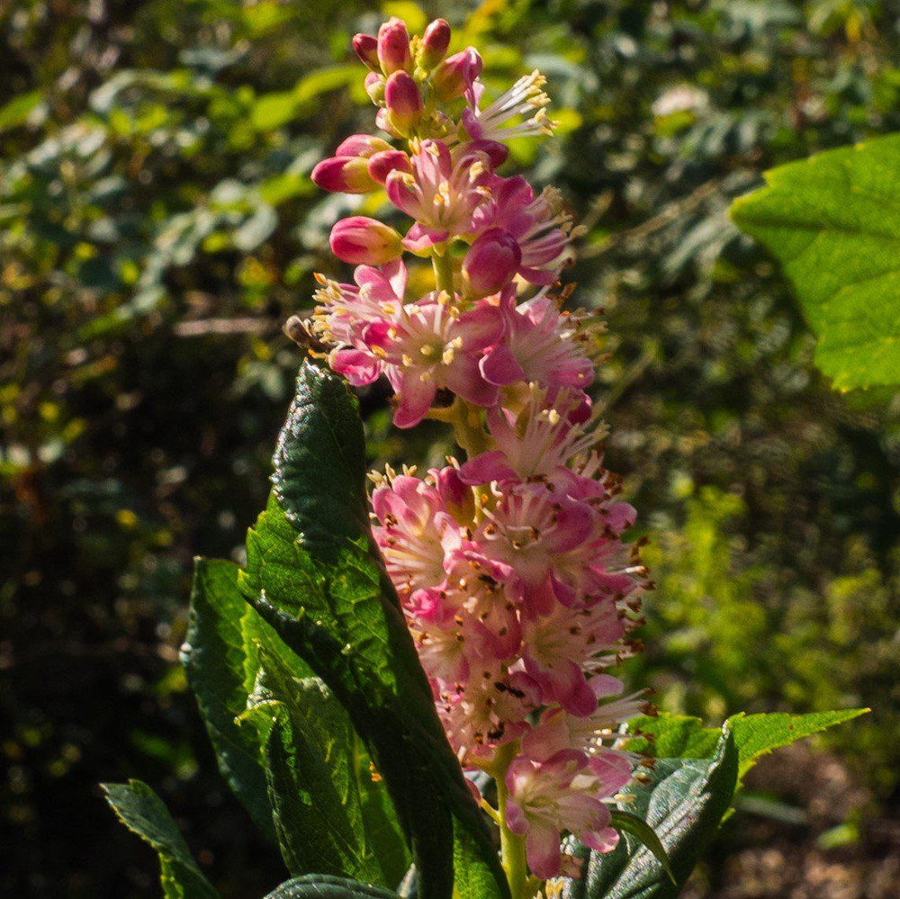 Clethra alnifolia 'Ruby Spice' ~ Ruby Spice Summersweet-ServeScape