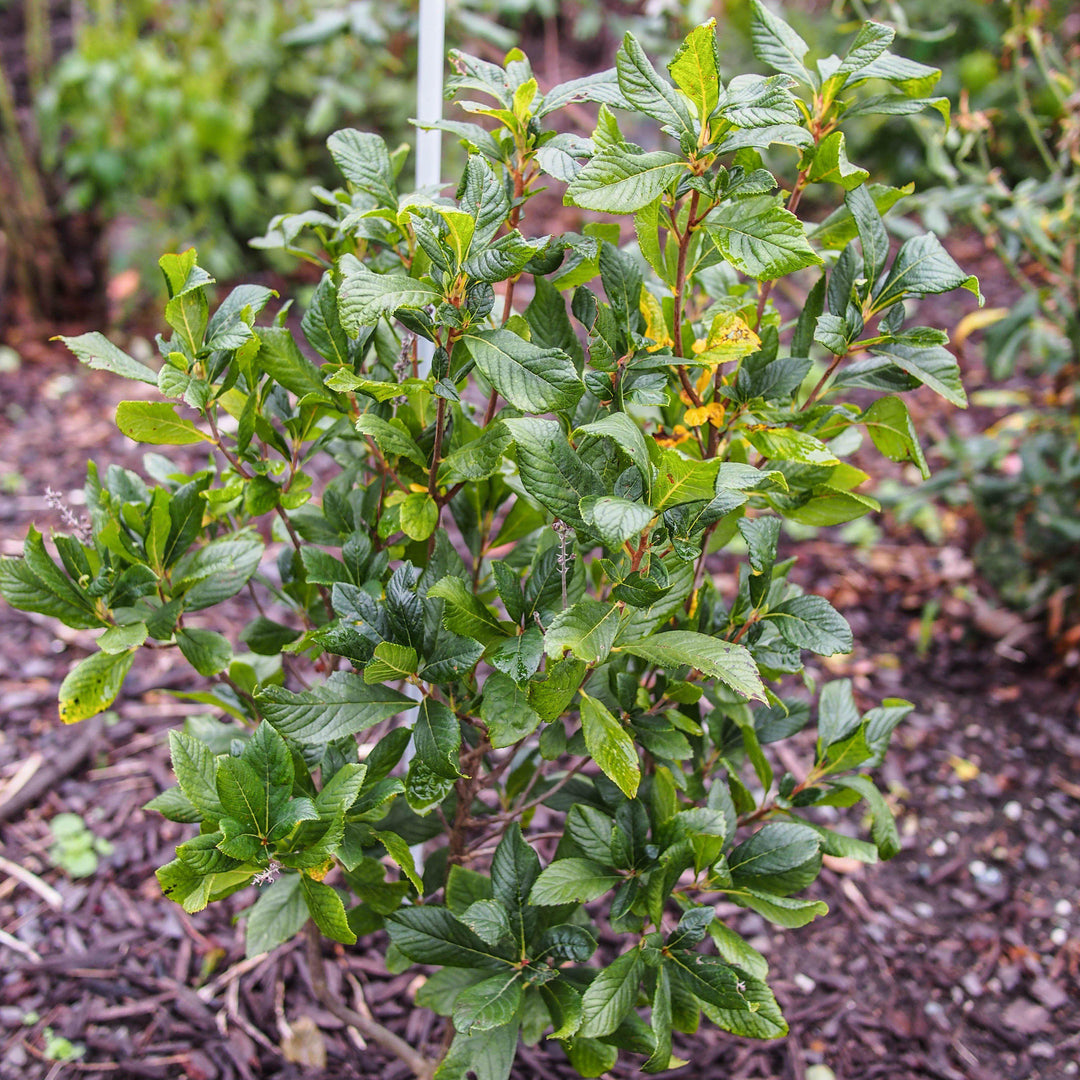 Clethra alnifolia 'Ruby Spice' ~ Ruby Spice Summersweet-ServeScape