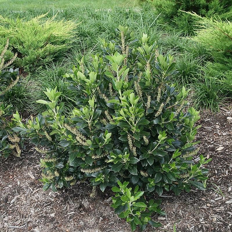 Clethra alnifolia 'Sixteen Candles' ~ Sixteen Candles Summersweet-ServeScape