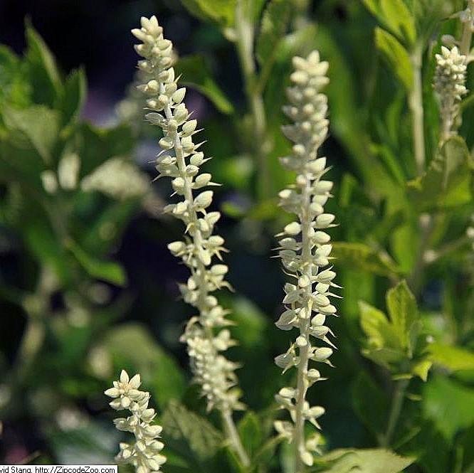 Clethra alnifolia 'Sixteen Candles' ~ Sixteen Candles Summersweet-ServeScape