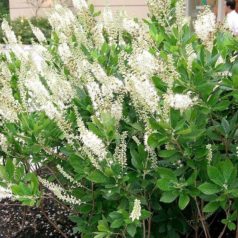 Clethra alnifolia 'Sixteen Candles' ~ Sixteen Candles Summersweet-ServeScape