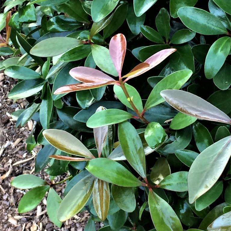 Cleyera japonica ~ Japanese Cleyera, Sakaki-ServeScape