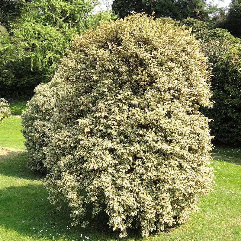 Cleyera japonica 'Variegata' ~ Romeo® Cleyera-ServeScape