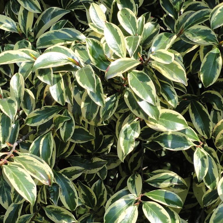 Cleyera japonica 'Variegata' ~ Romeo® Cleyera-ServeScape