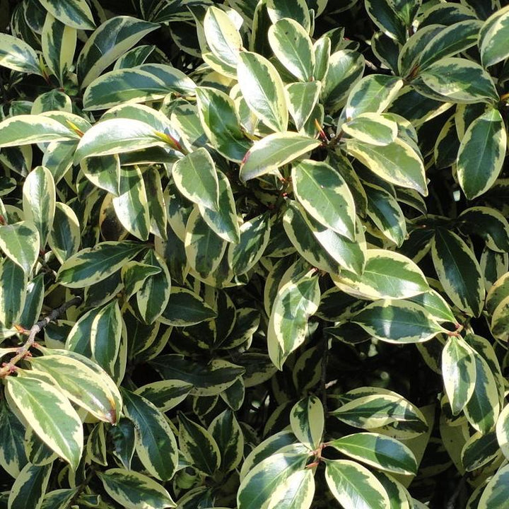 Cleyera japonica 'Variegata' ~ Romeo® Cleyera-ServeScape